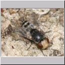 Kleptoparasit 07 7mm.jpg